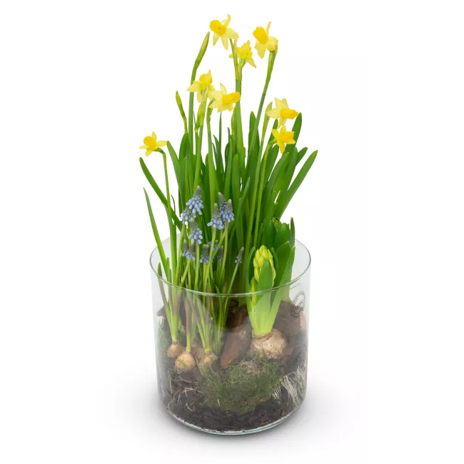 Vase mix of bulbs